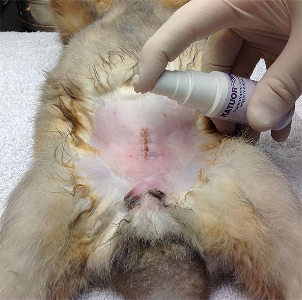 Pansement filmogène en spray dans le cadre de la castration de lapin